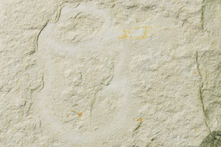 Cretaceous Soft-Bodied Worm Fossil - Hakel, Lebanon #162741